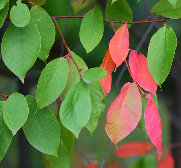 Branche Automne Aux Feuilles Vertes Rouges — Photo