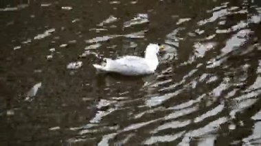 Su flepkanatlarında martı