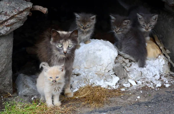 Bodrum daki deliğin penceresinde kedi yavruları olan kedi