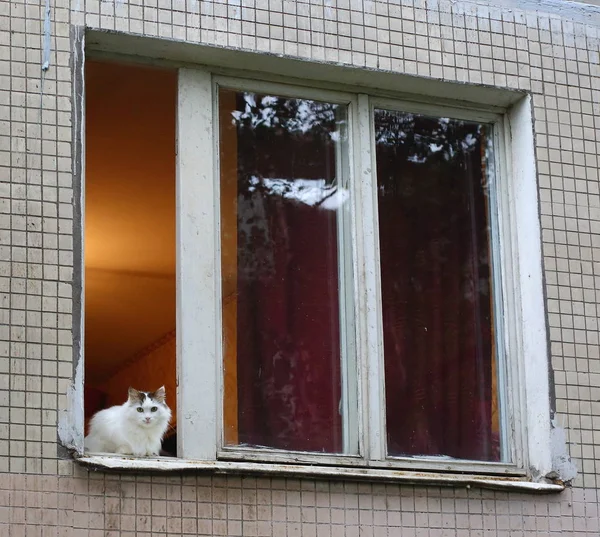 家白猫在房子的开着的窗户 — 图库照片