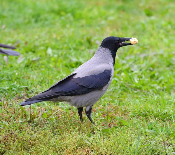 Crow Met Een Stukje Brood Zijn Snavel Het Groene Gras — Stockfoto