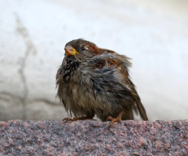 Molhado Desarrumado Sparrow Senta Uma Parede Granito — Fotografia de Stock