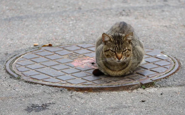 Gri Bir Kedi Rögar Kapağında Güneşleniyor — Stok fotoğraf