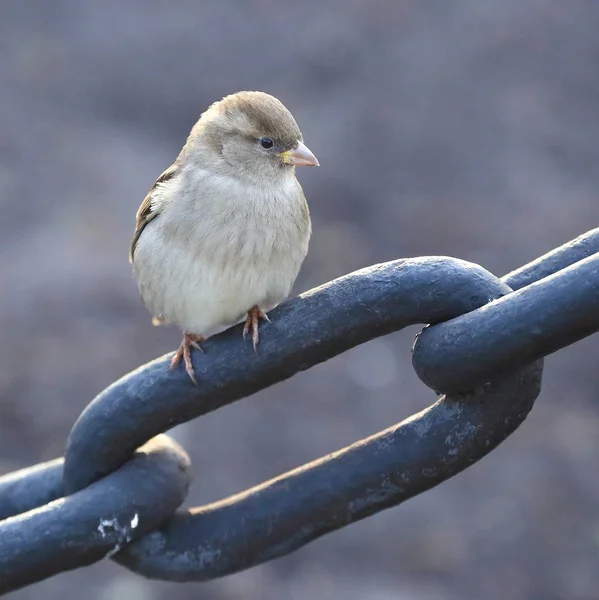 Sparrow Senta Elo Uma Grande Cadeia Ferro Fundido — Fotografia de Stock