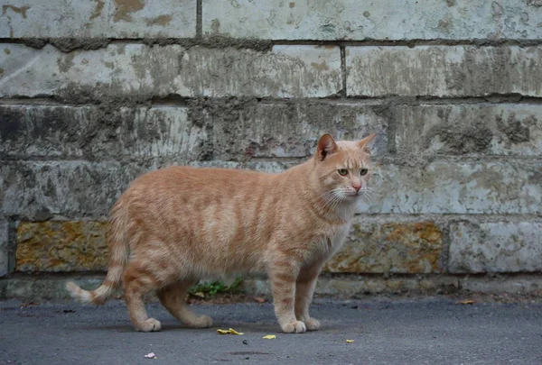 Gato Vermelho Parede Tijolo Cinza — Fotografia de Stock