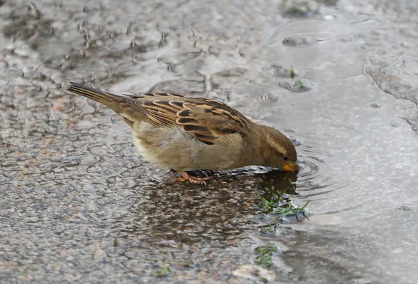 Sparrow Bebe Uma Poça Pavimento — Fotografia de Stock