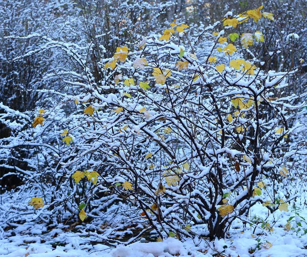 Spärlich Gelbe Blätter Einem Schneebedeckten Strauch — Stockfoto