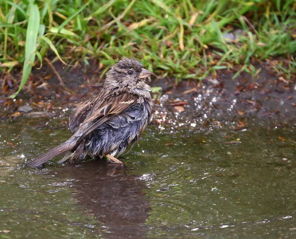 Sparrow Bathes Shallow Pool — Stock Photo, Image