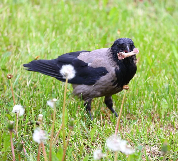 Een Kraai Met Een Kippenbotje Zijn Bek Het Groene Gras — Stockfoto