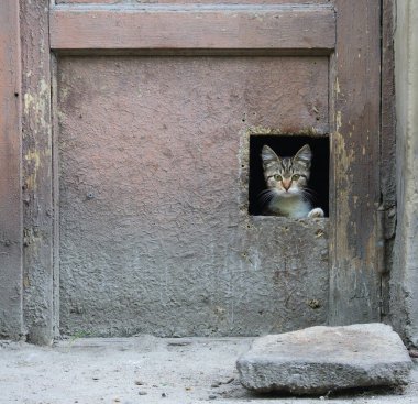 Gri bir kedi yavrusu eski kirli bir kapıdaki delikten dışarı bakar.
