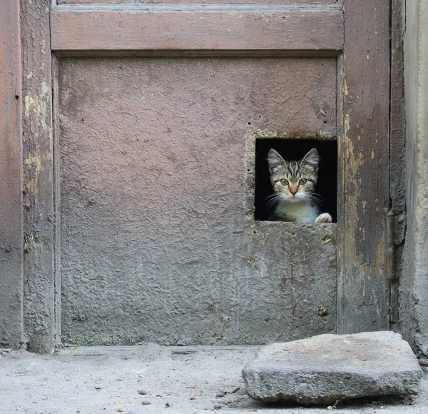 Gri bir kedi yavrusu eski kirli bir kapıdaki delikten dışarı bakar.
