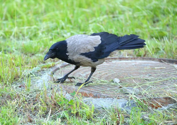 Een Geschrokken Kraai Een Roestige Putdeksel Het Groene Gras — Stockfoto