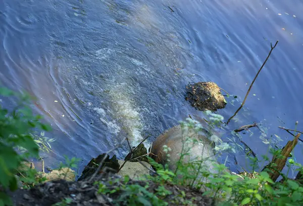 Scarico Delle Acque Reflue Tubo Fognario Calcestruzzo Nel Fiume — Foto Stock