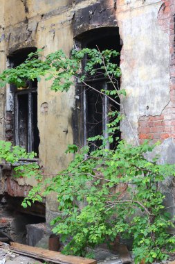Ağaçları olan terk edilmiş eski bir evin duvarı.