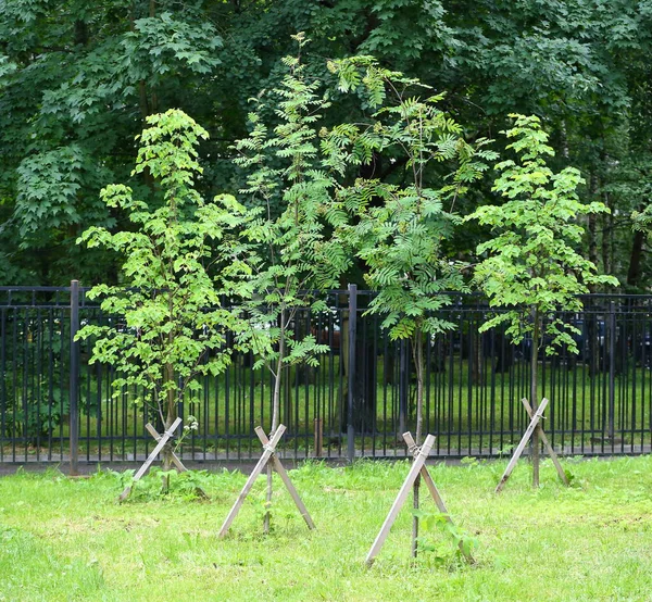 庭に小道具を持つ若い緑の木 — ストック写真