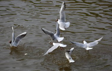 Birkaç martı karanlık sularda alçaktan uçar.