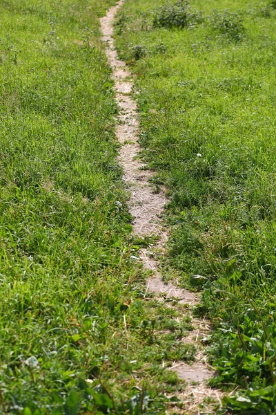 Sentier Bien Foulé Dans Herbe Verte — Photo