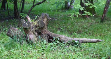 Yeşil çimlerde kurumuş bir kütük.