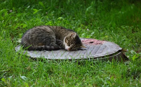Grå Katt Sover Manhålslucka Det Gröna Gräset — Stockfoto