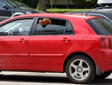 Köpek kafasını kırmızı arabanın camından dışarı çıkardı.