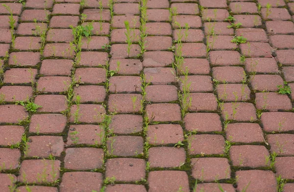 Losas Pavimentación Rojas Cubiertas Con Hierba Verde — Foto de Stock