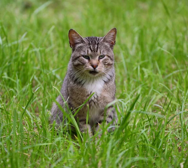 Szary Kotek Siedzący Zielonej Trawie — Zdjęcie stockowe