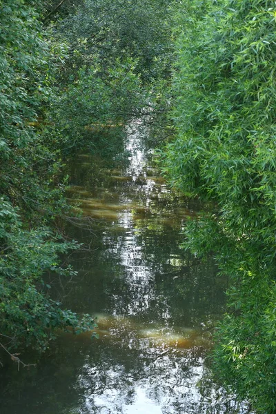 Liten Flod Med Igenväxta Stränder Skogen — Stockfoto