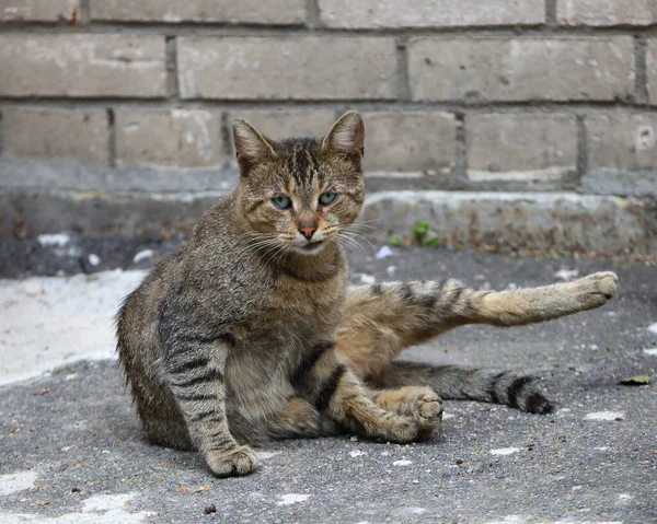 Grå Tabby Katt Mot Vit Tegelvägg Med Ett Skeptiskt Uttryck — Stockfoto