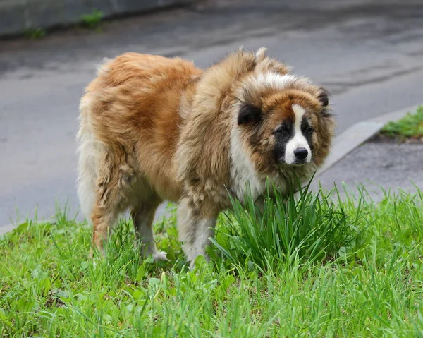 Chien Errant Rouge Dans Herbe Verte — Photo