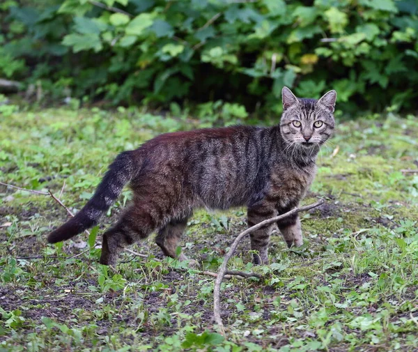 Szary Kot Zielonej Trawie — Zdjęcie stockowe