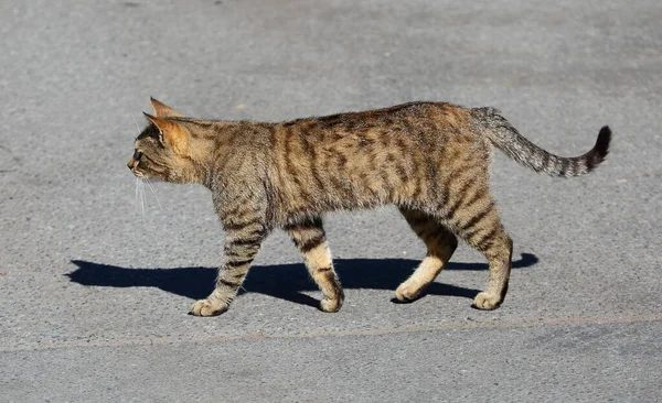 Chat Rayé Gris Marchant Sur Asphalte — Photo