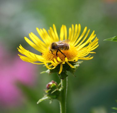 Bir arı bir bahçe bitkisinin sarı çiçeklerini döller.