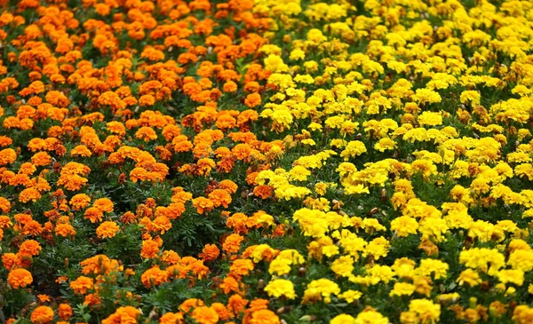 Поле Цветущих Желтых Оранжевых Гвоздик — стоковое фото