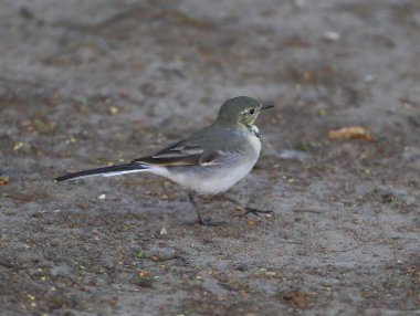 Küçük Wagtail dünyadan geçiyor.