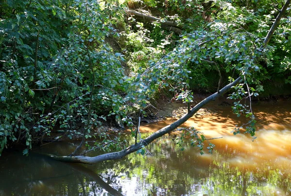 Ein Verdrehter Baum Wächst Der Nähe Des Ufers Eines Schlammigen — Stockfoto