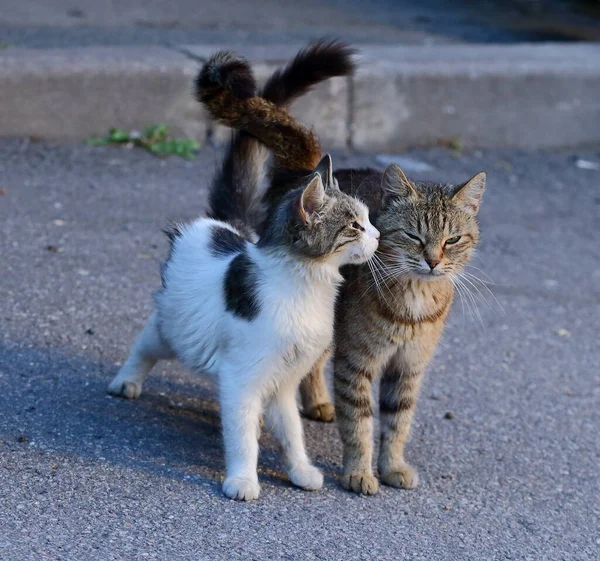 Dwa Koty Chodniku Skrzyżowanymi Ogonami — Zdjęcie stockowe