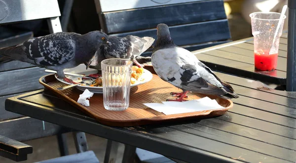 Piccioni Mangiano Avanzi Tavolo Caffè All Aperto — Foto Stock