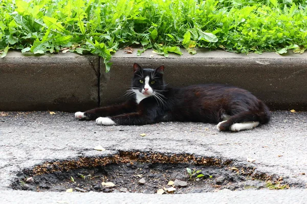 Svart Vit Katt Ligger Grusväg Vid Trottoarkanten — Stockfoto
