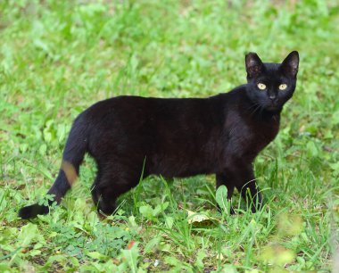 Sarı gözlü siyah kedi yeşil çimlerde