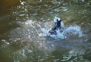 Vahşi ördek su sıçratarak yüzer ve dalır.