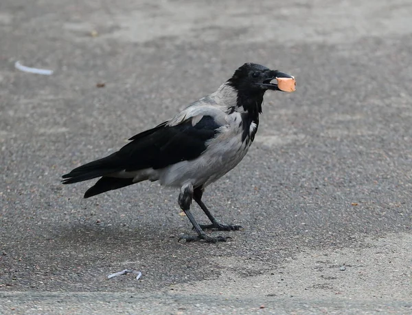 一只嘴里衔着香肠的乌鸦正坐在沥青路面上 — 图库照片