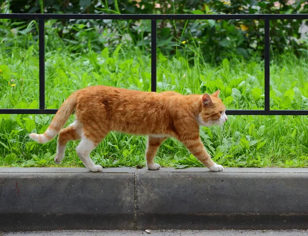 Gato Rojo Camina Largo Acera Largo Cerca Del Césped Verde —  Fotos de Stock