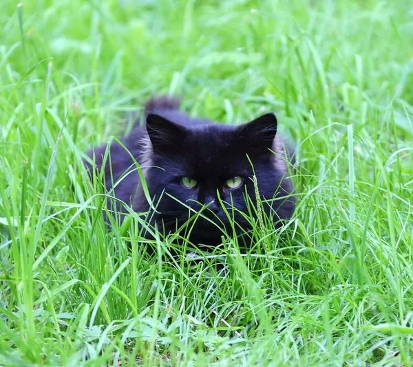 绿眼睛的黑猫躺在绿草中 — 图库照片