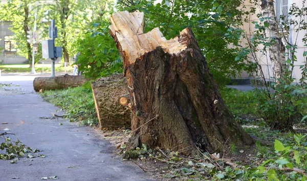 Zlomený Hurikánem Rozřezaný Starý Velký Strom Ulici — Stock fotografie