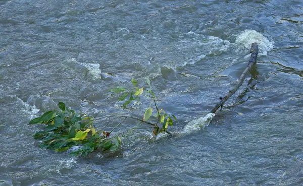 Egy Törött Faág Lebeg Kavargó Vízben — Stock Fotó