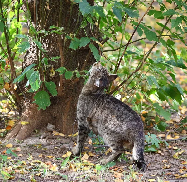 Szary Tabby Kot Powącha Listowie Jesiennego Drzewa — Zdjęcie stockowe