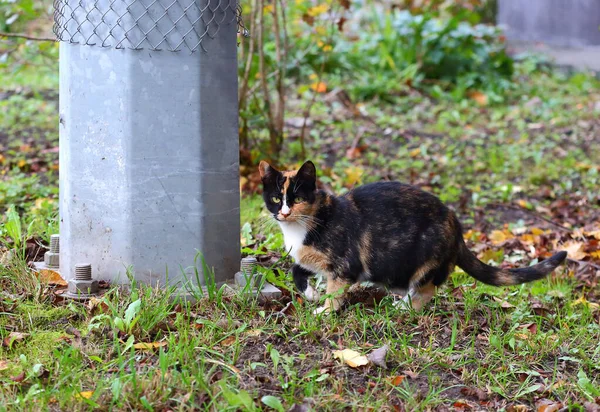Gefleckte Schwarz Rote Katze Auf Dem Herbstboden Neben Dem Betonpfahl — Stockfoto
