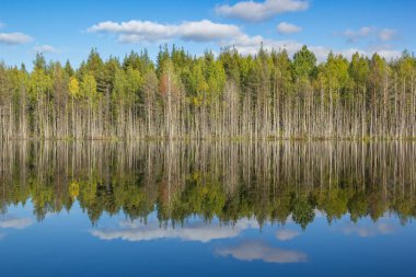 Mavi gökyüzü ve sonbahar orman sonbahar peyzaj açık göl ayna su yansıma yeşil ağaçların