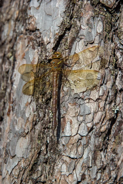 樹皮カレリア ロシア松樹皮の上のトンボ — ストック写真