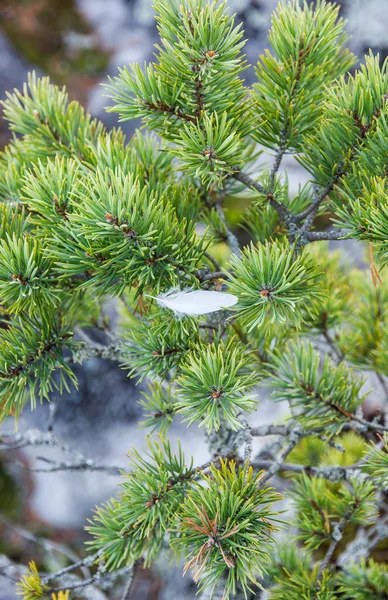 Pena Branca Ramo Pinheiro Karelia Rússia Agulhas Verdes Fundo Árvore — Fotografia de Stock
